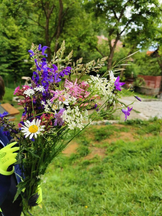 Soho Lodge Rasnov Exteriér fotografie