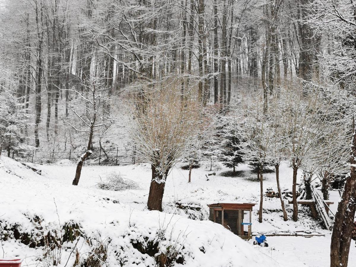 Soho Lodge Rasnov Exteriér fotografie